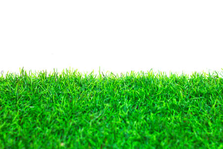 Grass background isolated white background.の写真素材