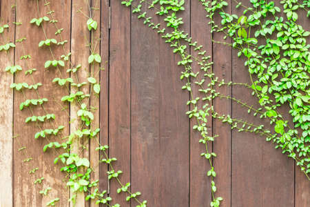Window with ivy backgroundの写真素材