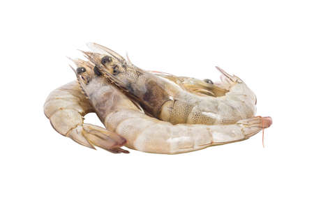Shrimps isolated white backgroundの写真素材