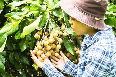 Gardener handle the longan fruit garden in the care of the owner.の写真素材