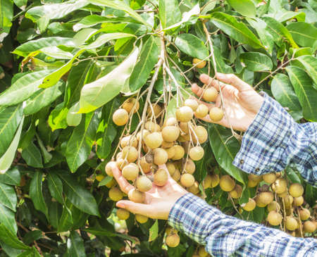Handle the longan fruit garden in the care of the owner.の写真素材