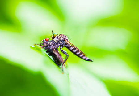 Flies reproduce blurred Cross-species nature Insect wings abstractの写真素材