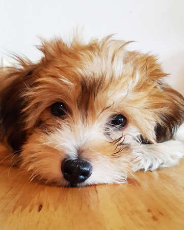 Dog breed Shih Tzu looking at the camera.の写真素材