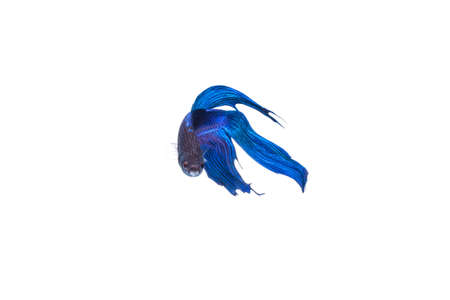 SIAMESE FIGHTING FISH, with blackness. Isolated white background