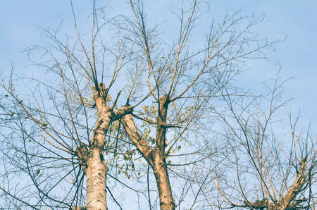 Branches and sky in the background.の写真素材