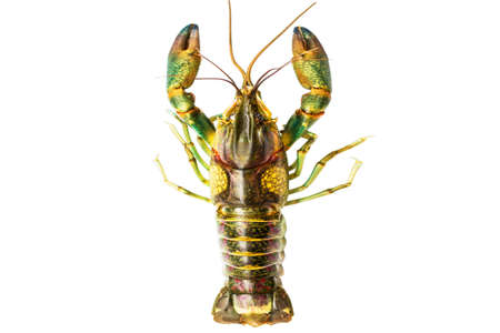 Crayfish isolated white backgroundの写真素材