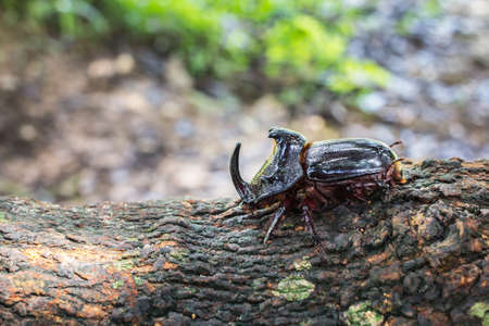 Dynastinae or rhinoceros beetles on branches.