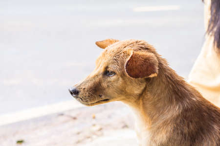 brown dog lookingの写真素材