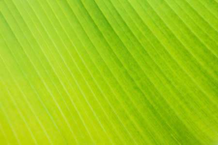 Green banana leaf texture background.の写真素材