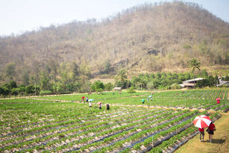 Blurred people were picking strawberries in strawberry garden.の写真素材