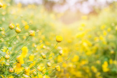 Chrysanthemum Flower in the garden Sunset background