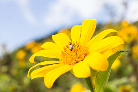 Mexican Sunflower Weed or Tithonia diversifolia
