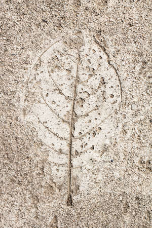 The leaves cement background.の写真素材