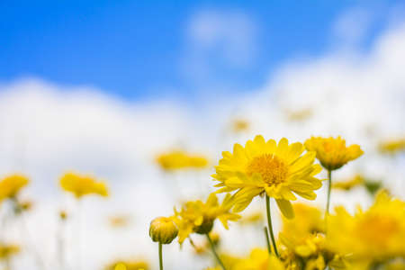 Chrysanthemum Flower in the garden.