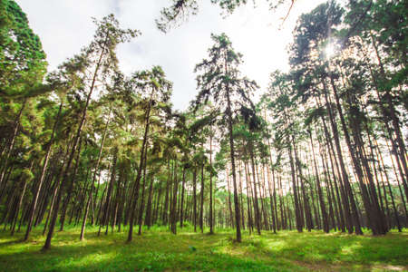 Pine forest and sun light smear background.の写真素材