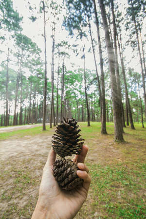 Handle pine forest with natural with sunligth background.の写真素材