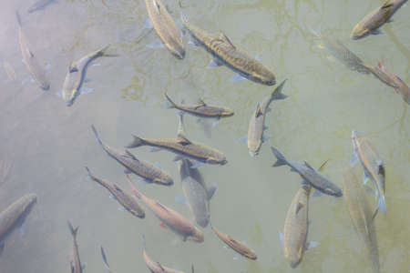 Mahseer barb several are swimming in the water.の写真素材