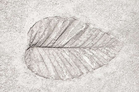 Leaves on cement floor backgroundの写真素材