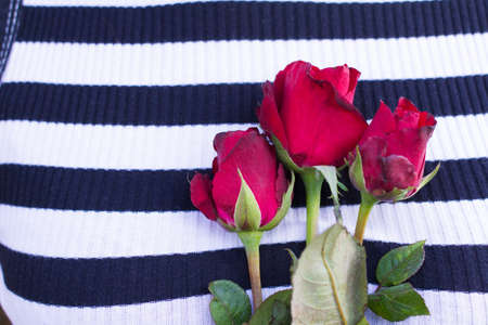 Rose background shirt striped black and whiteの写真素材