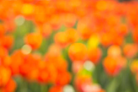red flower bokeh abstract backgroundの写真素材