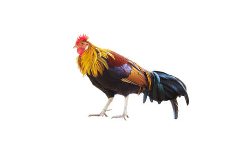 Rooster isolated white background.の写真素材