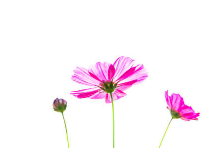 Cosmos flowers with blue sky backgroundの写真素材