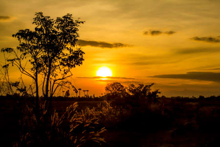 Silhouette trees and natural light sunsetの写真素材