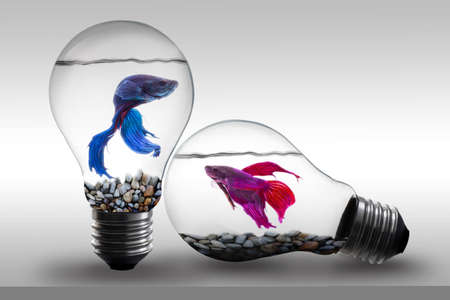 Fish in water inside an electric light bulb Concept and Idea backgroundの写真素材