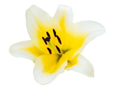 Yellow lily isolated white backgroundの写真素材