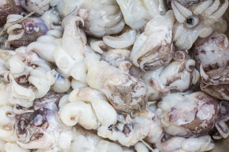 Fresh Squid in market background.の写真素材