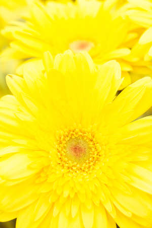Gerbera flower background