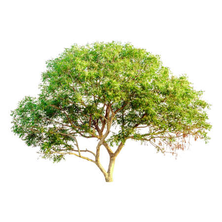 tree isolated white background
