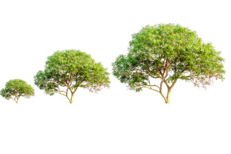 tree isolated white background