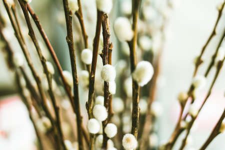 Flowers Pussie vintage tone backgroundの写真素材