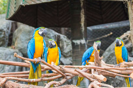 Colorful parrots on trees in Chiang Mai zoo in Thailand.の写真素材