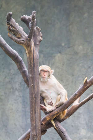 The monkey sleeps on the log.