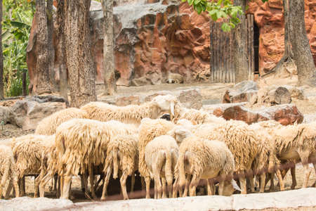 A flock of sheep