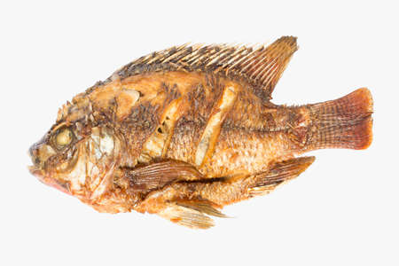 Fried Tilapia isolated white background.の写真素材