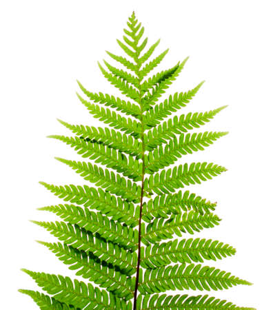 leaf fern isolated on white background.の写真素材