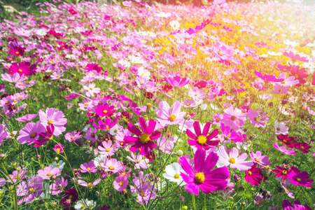 cosmos flowers in garden with sunset background.の写真素材