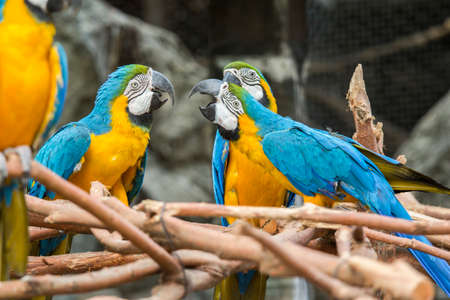 Parrot on wood in the zoo.の写真素材