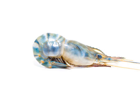 Fresh shrimp, isolated on white backgroundの写真素材