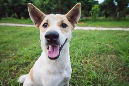 Thai Dog looking camera, Smiling in garden home.の写真素材