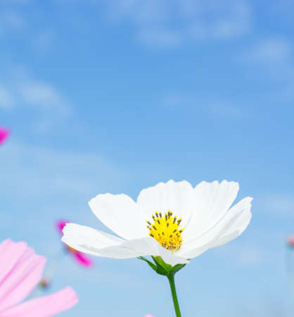 White flower group, beautiful In blue sky  nature Background の写真素材