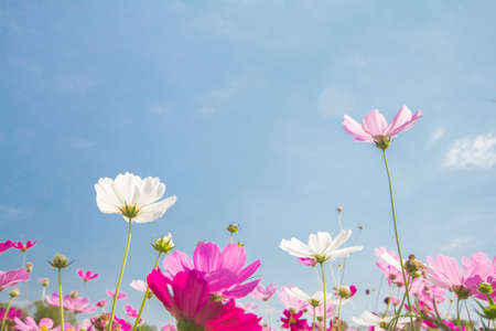 Pink and white cosmos flower group, beautiful In blue sky  nature Backgroundの写真素材