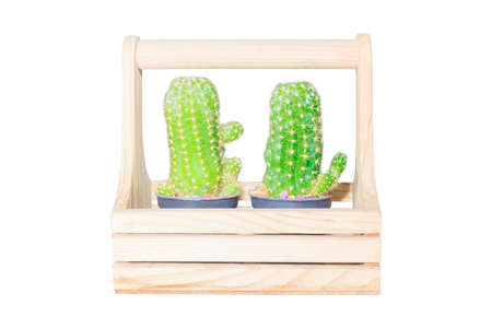 Cactus in a wooden box  isolated white background.の写真素材