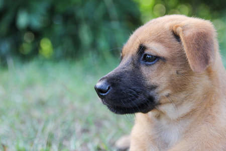  beautiful  puppy brown dog with sad ,eyes dog portrait on grass. Copy space for textの写真素材
