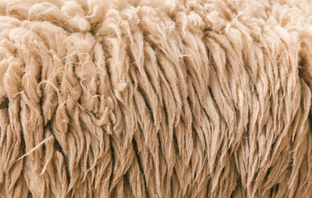 Wool sheep in the zoo.blackground