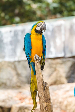 Yellow parrot and blue on wood in a zoo.