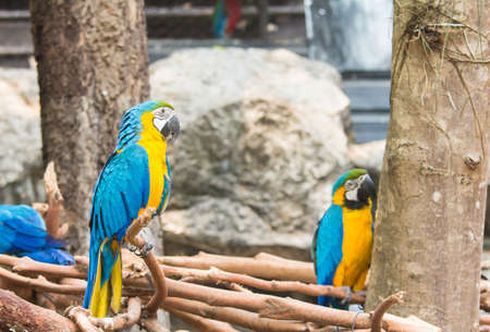 Yellow parrot and blue on wood in a zoo.の写真素材